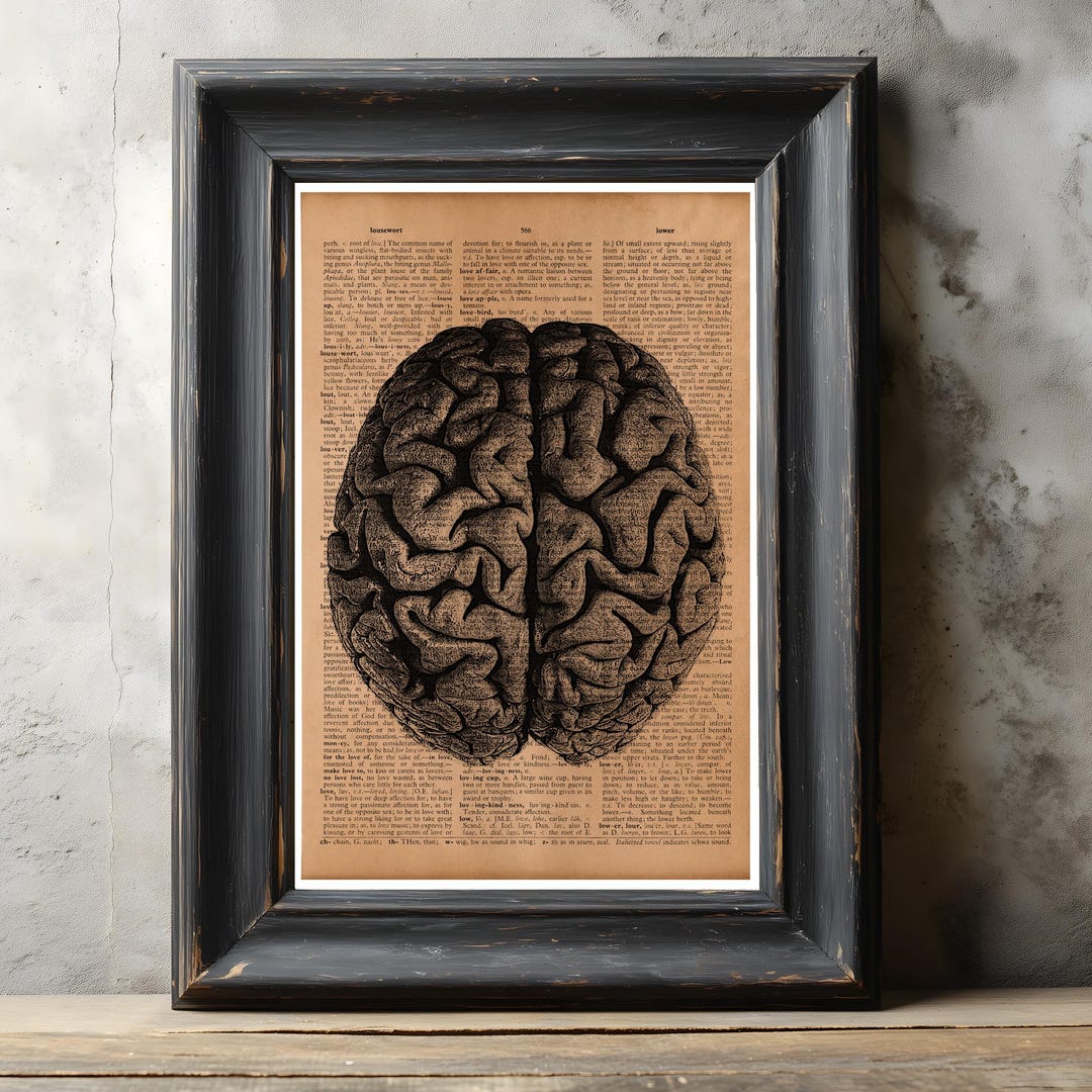 Human Brain Anatomy Wall Art Print – Vintage Medical Illustration ...