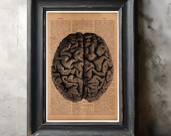 Lámina de anatomía del cerebro humano: ilustración médica vintage, póster científico rústico, regalo para estudiantes de medicina y médicos.