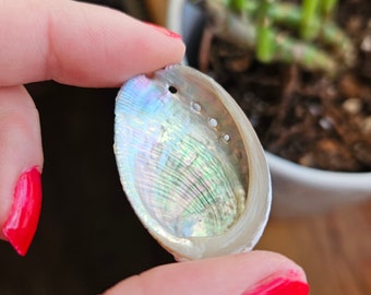 Rainbow Abalone shell // Mother of Pearl decorations