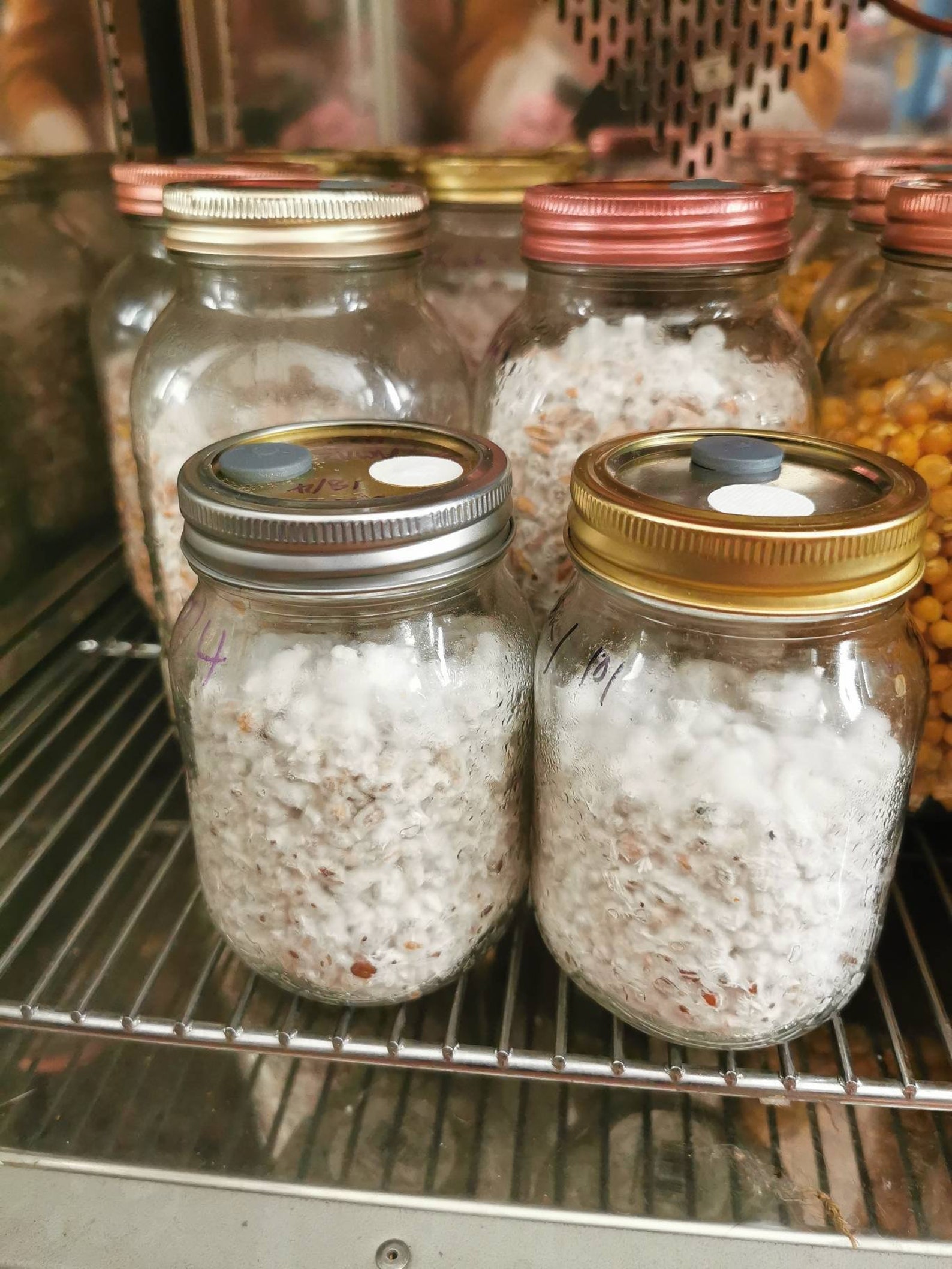 1 x 1L Autoclaved Grain Spawn Mushroom jar featuring a 0.22μm Etsy