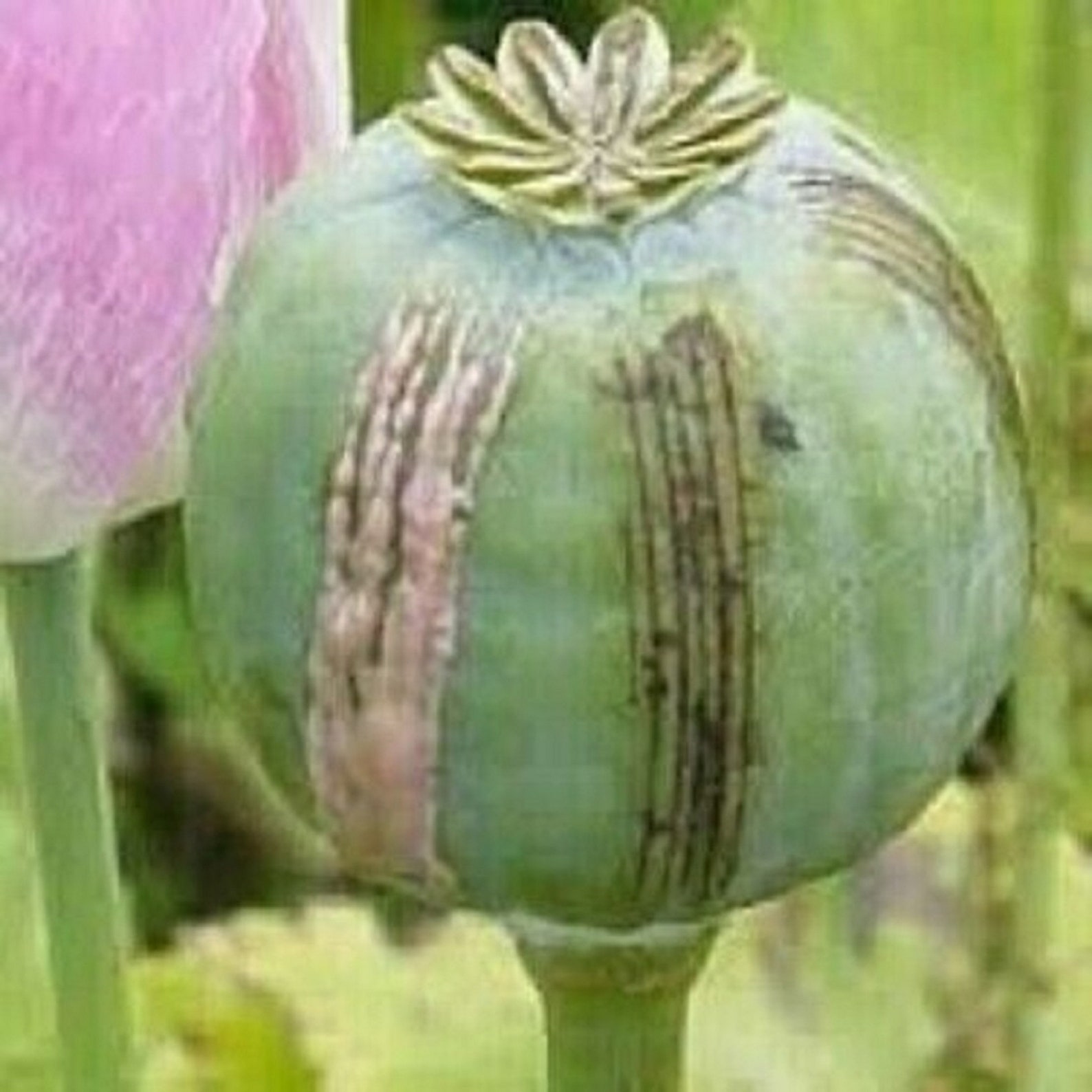 Afghan Blu Opium Poppy Seeds Papaver Somniferum variety | Etsy