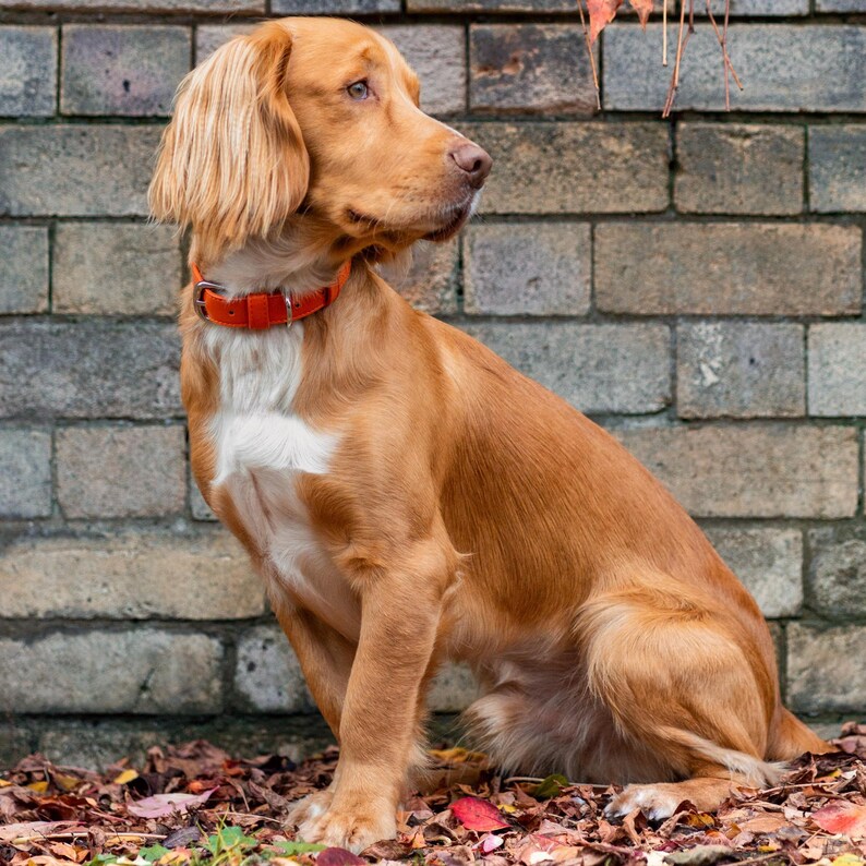 May include: A brown and white Cocker Spaniel dog with orange collar sitting in front of a brick wall. The dog is looking to the right of the image.
