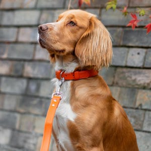 Dog wearing orange leather collar, subtle logo embossing on dog collar, orange coral colour, puppy collar for dogs