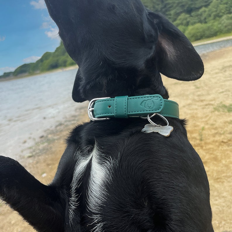 racing green dog collar on black dog