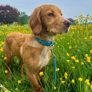 dog wearing blue collar in field, vegan leather, adjustable strap, stainless steel buckles