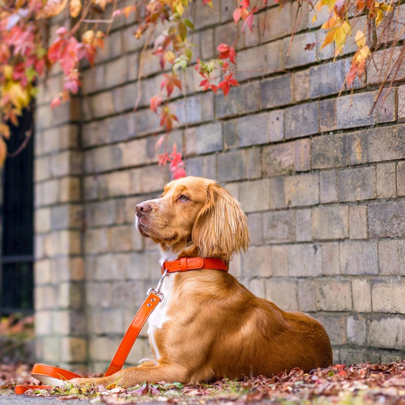 daschund wearing dog collar, dog collars for pets, doggie collar, colourful doggy collar,