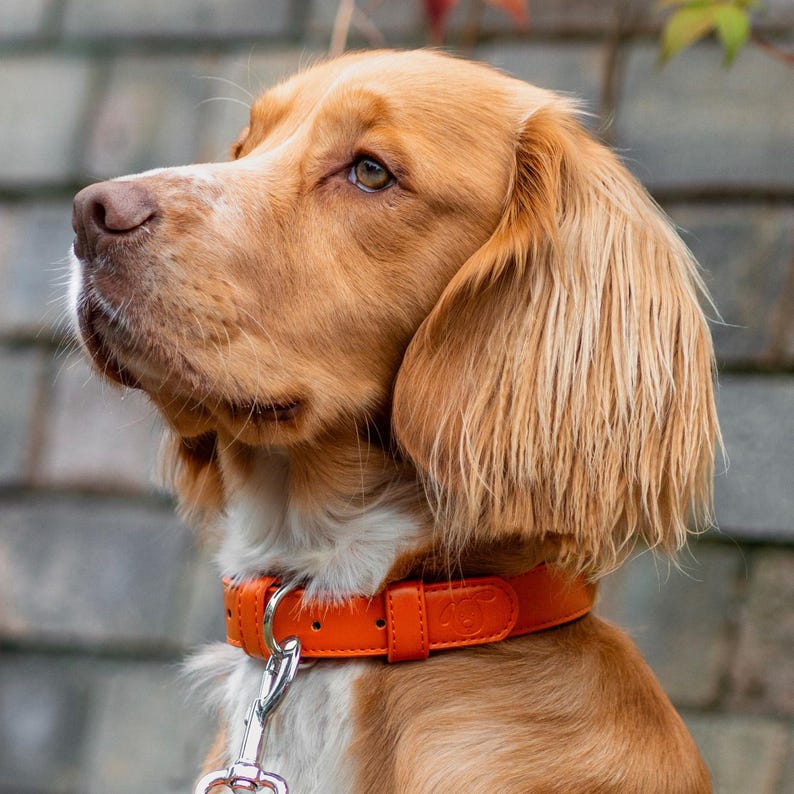 May include: A close-up of a brown and white dog wearing an orange leather collar with a silver buckle. The dog has long, floppy ears and a sweet expression.