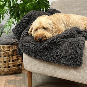 May include: A small, light brown dog is sleeping on a charcoal gray, fluffy blanket with a black patch that says "DH*CK" on it. The blanket is on a light gray chair.