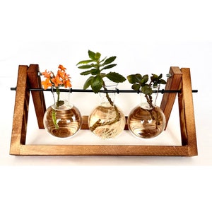 Puede incluir: Un soporte de madera para plantas con tres jarrones de vidrio en forma de globo. Los jarrones contienen agua y pequeñas plantas con flores naranjas, hojas verdes y raíces visibles. El soporte es de madera marrón y tiene una barra de metal negra.