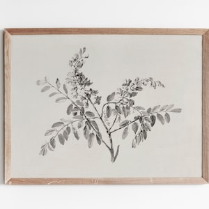 Antique Botanical Flower Sketch – Vintage Floral Drawing Wall Art (Printable Digital Download)