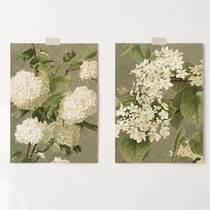 Op de afbeelding: Twee botanische kunstprints met witte hortensiabloemen en groene bladeren tegen een gedempte groene achtergrond. De prints zijn met tape bevestigd en presenteren een vintage stijl. Het bloemwerk voegt een natuurlijk element toe.