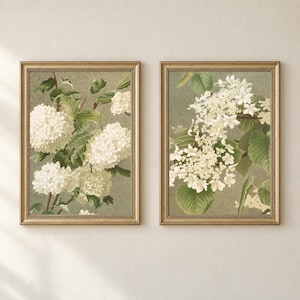 Pode incluir: Dois quadros de parede com ilustrações botânicas de flores de hortênsia brancas sobre um fundo verde-sálvia texturizado. Cada impressão está emoldurada numa moldura dourada metálica com rebordo de contas, exibindo folhas verdes detalhadas.