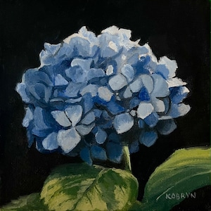 Könnte beinhalten: Eine Nahaufnahme eines Gemäldes einer blauen Hortensienblüte mit grünen Blättern vor schwarzem Hintergrund. Die Unterschrift des Künstlers "KOBryn" ist in der rechten unteren Ecke zu sehen.
