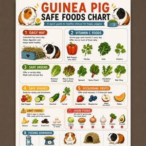 Może przedstawiać: Infografika zatytułowana Guinea Pig Safe Foods Chart zawierająca ilustracje różnych warzyw, owoców i siana. Dokument zawiera sekcje dotyczące codziennego siana, żywności z witaminą C, bezpiecznych warzyw, owoców oraz przypomnienia o karmieniu.