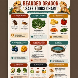 Puede incluir: Una infografía titulada Bearded Dragon Safe Foods Chart con ilustraciones de un lagarto, insectos, verduras y frutas. El texto incluye secciones sobre insectos básicos, verduras, frutas, calcio, agua, alimentos limitados, alimentos a evitar y ritmos de alimentación.