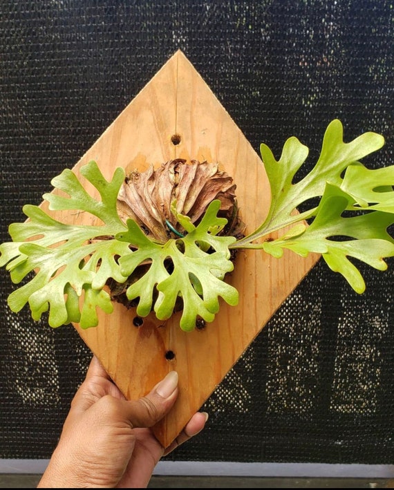 Platycerium Ridleyi Free Phytosanitary Etsy Australia