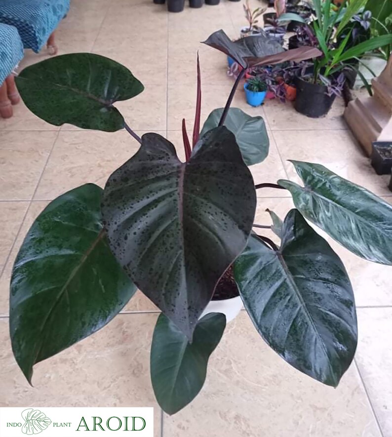 Philodendron Royal Queen Big Size Retail And Wholesale Etsy Singapore