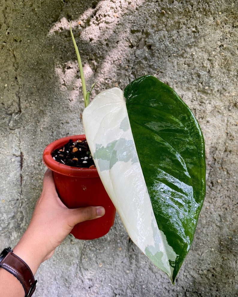 Rare Plant Syngonium Chiapense Variegated Full Root - Etsy