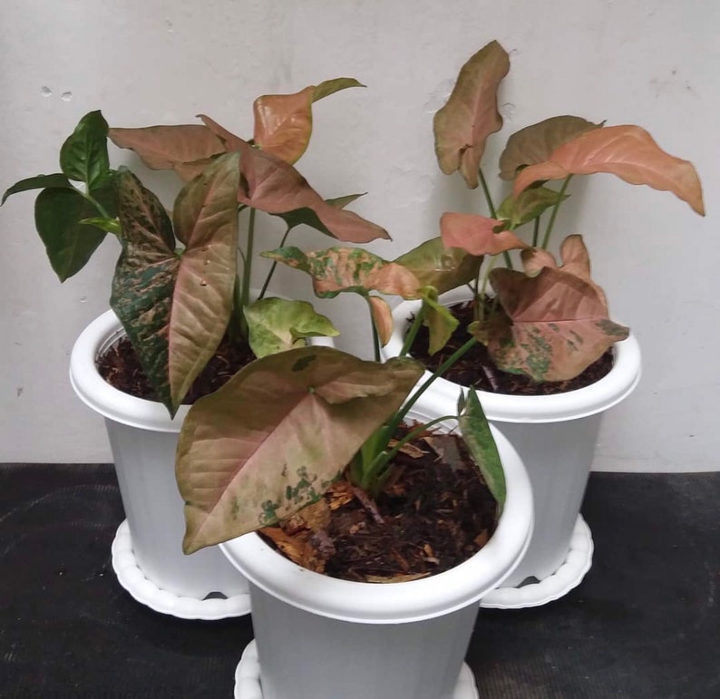 Ranking TOP11 Syngonium Pink Flecked + Phytosanitary DHL Ship Max 45% OFF Certificate E By