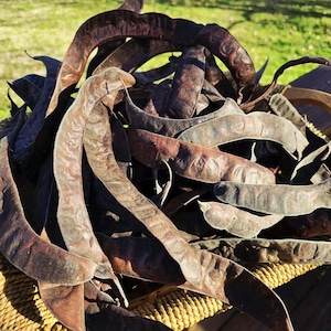 May include: A collection of dark brown, curved seed pods, resembling large beans, are piled in a woven basket. The pods have a textured surface and varying shades of brown, from light tan to deep burgundy. The basket is made of natural fibers.