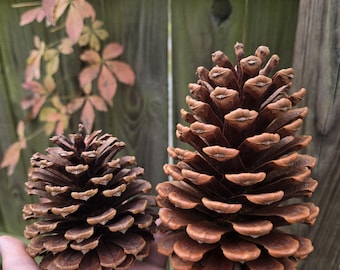 Natural Pine Cones: Rustic Woodland Decor, Crafting Supplies