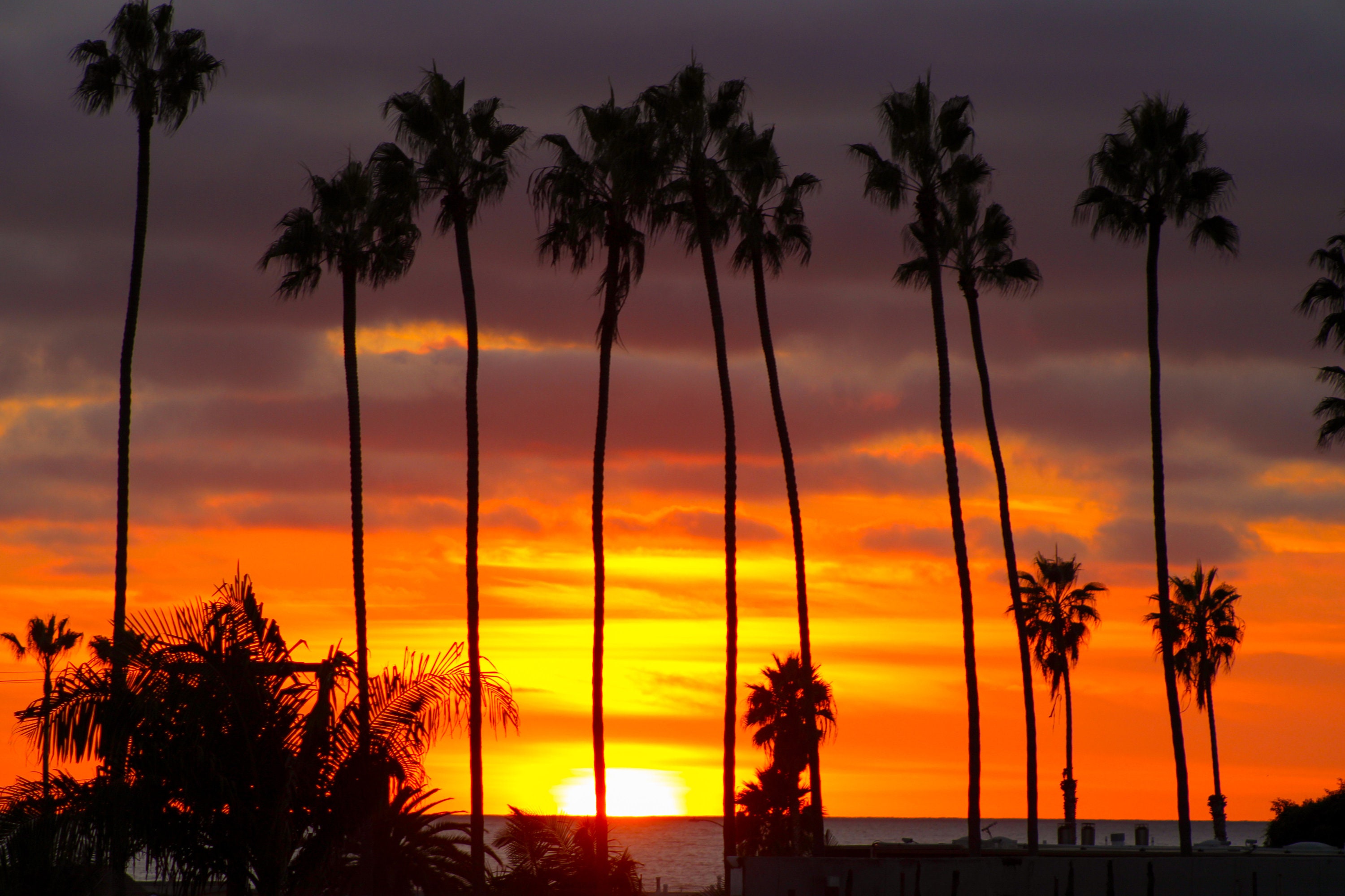 Palm Trees at Sunset Southern California Ocean Beach High Etsy