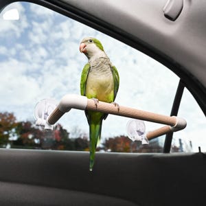 May include: A green and white parrot perched on a wooden perch attached to a car window with suction cups. The perch is made of a light-colored wood and white plastic. The background shows a cloudy sky and trees.
