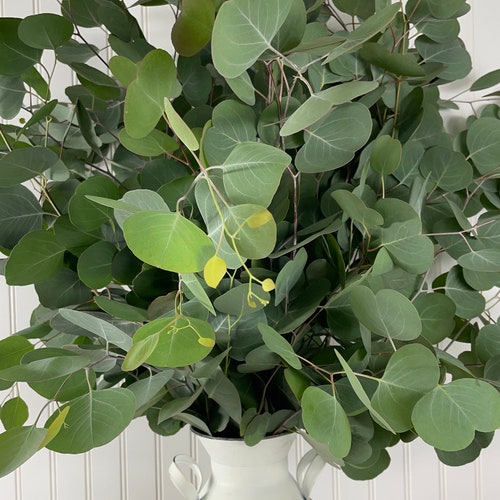 Fresh Seeded Eucalyptus Silver Dollar for Shower and Home Etsy