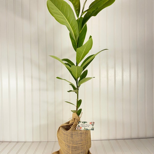 Magnolia Grandiflora Tree, Southern Magnolia, White Magnolia