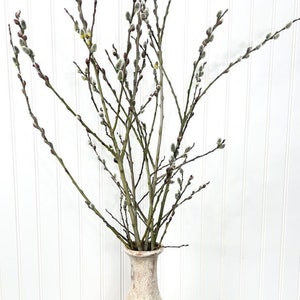 20 Dried Pussy Willow Branches Natural Flower Arrangement Twigs Rustic  Easter Decor-catkins Bouquet Forest Craft Supplies Spring Decor 