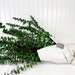 see more listings in the Preserved Evergreens section