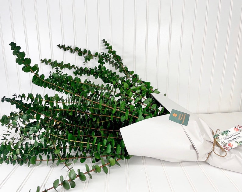 Preserved Washed Eucalyptus Dried Floral Arrangements Etsy