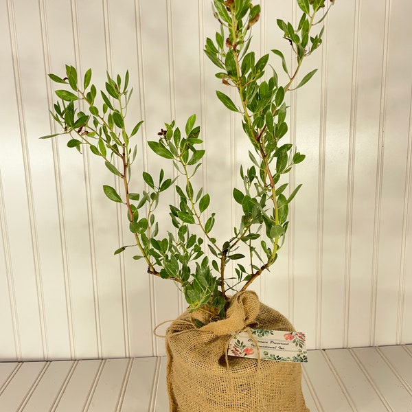 Manzanita Howard Mcminn, Manzanita Shrub, Everymans Manzanita, Arctostaphylos densiflora