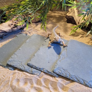 May include: Four slate tiles of varying sizes, arranged in a staggered pattern on a sandy surface. A small lizard with a spiky crest is standing on the tiles, facing the camera.