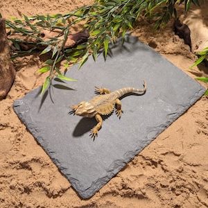 May include: A light brown bearded dragon lizard with white stripes on a dark grey slate tile. The tile is on a bed of light brown sand.