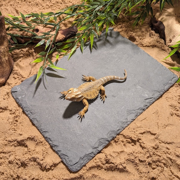 Medium Natural Slate Rock Stone Basking Tile Vivarium Reptile Lizard Dragon Gecko Claw Trim Tortoise Beak Aquarium Fish Tank 25cm x 14cm