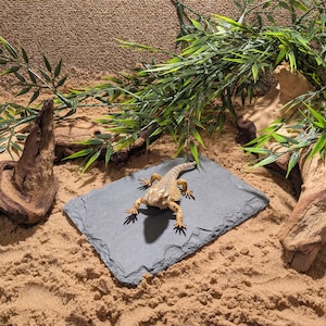 May include: A small, light brown lizard with a spiky crest sits on a dark grey slate tile. The tile is surrounded by sand and a few pieces of driftwood. There are green bamboo plants in the background.