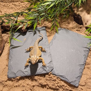 May include: A light brown and white bearded dragon lizard on a grey slate tile. The lizard is on a sandy surface with green leafy plants.