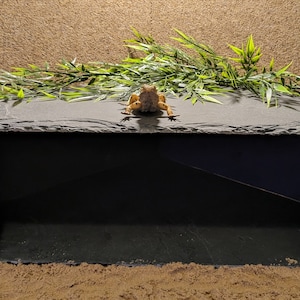 May include: A black slate reptile habitat with a small lizard on top. The habitat has a sand-coloured base and a green leafy plant in the background.