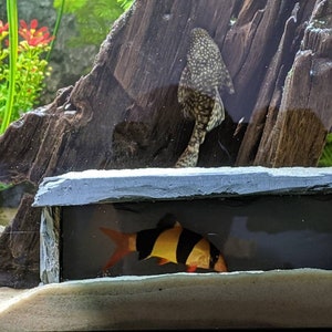May include: A black and orange fish swims in a fish tank with a grey stone cave. The fish has black stripes and a white belly. The cave is made of a textured material and has a small opening.