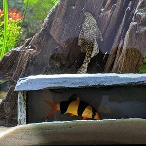 Natural Slate Cave Viewing Hide Aquarium Vivarium Fish Tank Pleco Frog Shrimp Newt Lizard Reptile Gecko Snake Spider Watch Eat Sleep