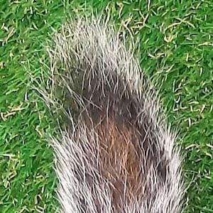Puede incluir: Una cola de animal esponjosa y multicolor que presenta una mezcla de pelaje gris, blanco y marrón. La textura del pelaje parece densa y suave, con los pelos grises y blancos creando un efecto de reflejos sobre los tonos base marrón oscuro.