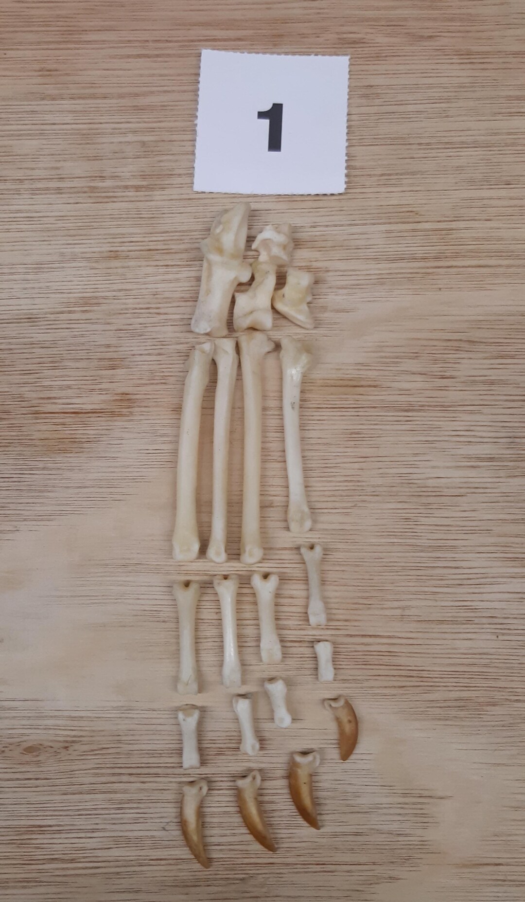 British Brown Hare Rear Foot Bones No 1 - Etsy UK