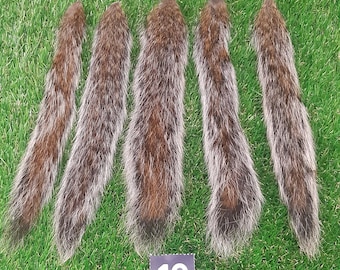Grey Squirrel tails 10