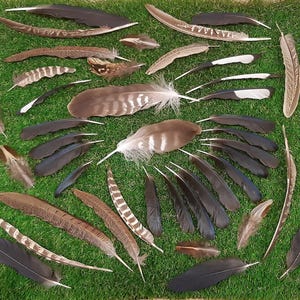 Britische Vogelfedern