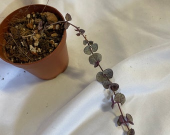 Silver Glory - String of Hearts - rooted, rare trailing houseplant (long)