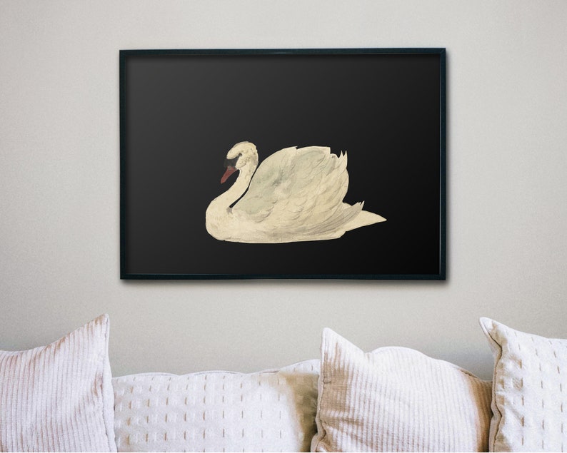 K&ouml;nnte beinhalten: Ein wei&szlig;er Schwan mit rotem Schnabel ist vor einem schwarzen Hintergrund dargestellt. Der Schwan befindet sich in einer Ruheposition mit dem Kopf zur Seite gedreht.