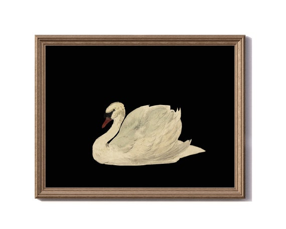 Antique Swan Painting,  Dark Academia wall Art, white Swan on black background printable, Moody Vintage, dark painting