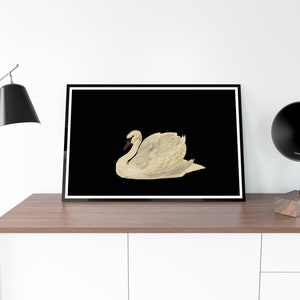 K&ouml;nnte beinhalten: Ein Schwarzwei&szlig;druck eines wei&szlig;en Schwans mit rotem Schnabel vor schwarzem Hintergrund. Der Schwan befindet sich in Ruheposition mit dem Kopf zur Seite gedreht.