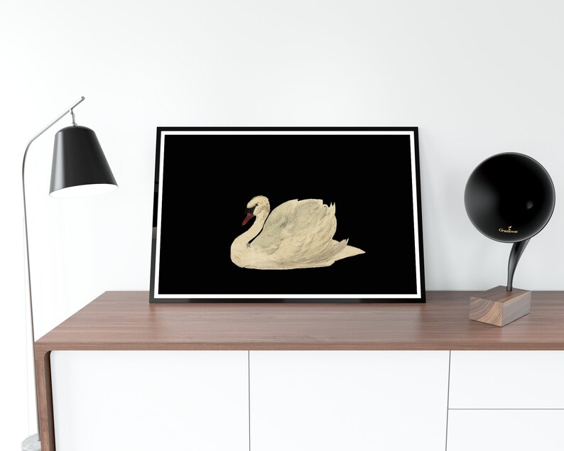 K&ouml;nnte beinhalten: Ein Schwarzwei&szlig;druck eines wei&szlig;en Schwans mit rotem Schnabel vor schwarzem Hintergrund. Der Schwan befindet sich in Ruheposition mit dem Kopf zur Seite gedreht.